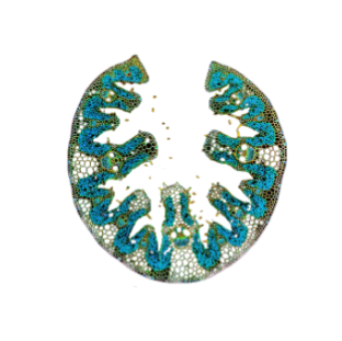 CodeCell Logo